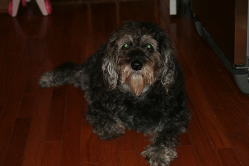 Lost Black Terrier Mix Dog on Christmas Eve Img_2612