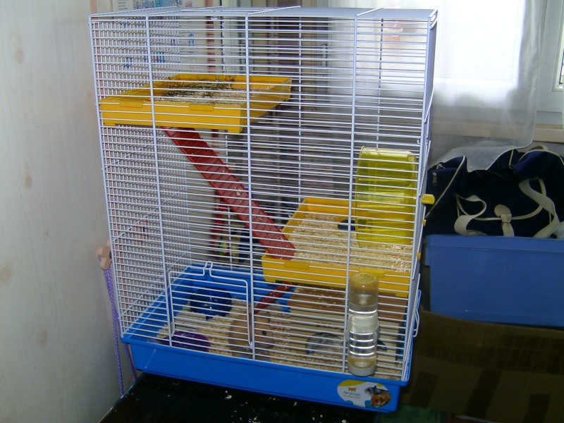 Les cages de mes hamsters ! Bild3712