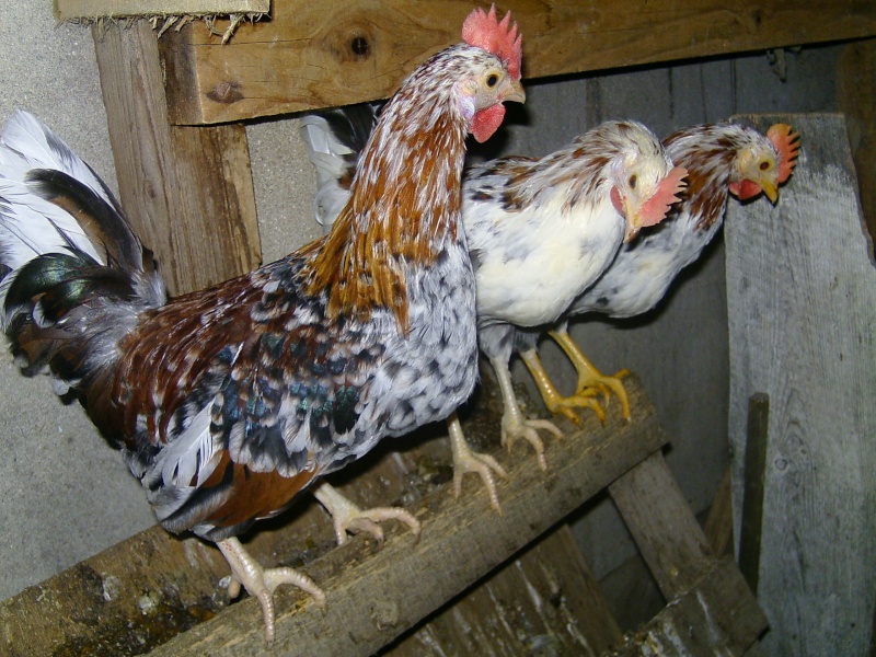 Mes poules et coqs  Bild4016