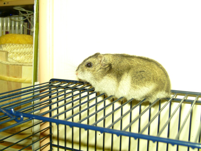 Frimousse la hamster russe ! Photos70