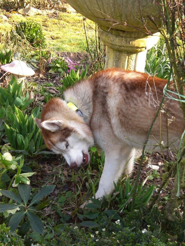 CISCO et VESNA (Sibérian husky) - Page 10 Cimg0817