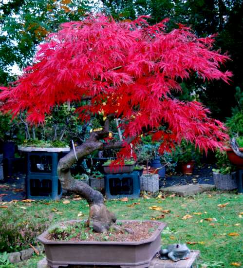 Acer palmatum dissectum Garnet Herbst11