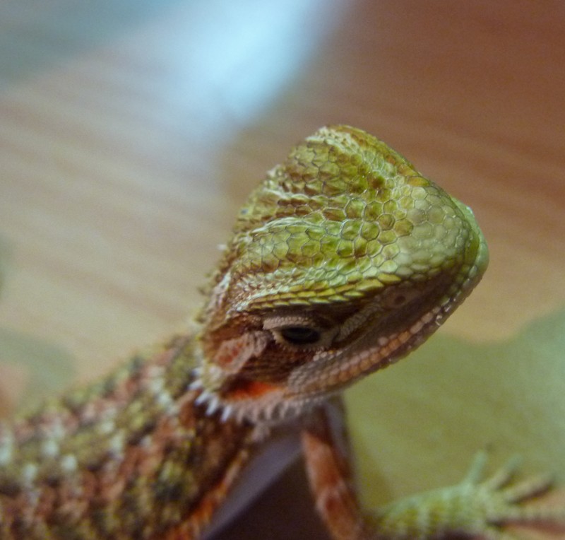 Pogona avec peau du museau terne Pogona10