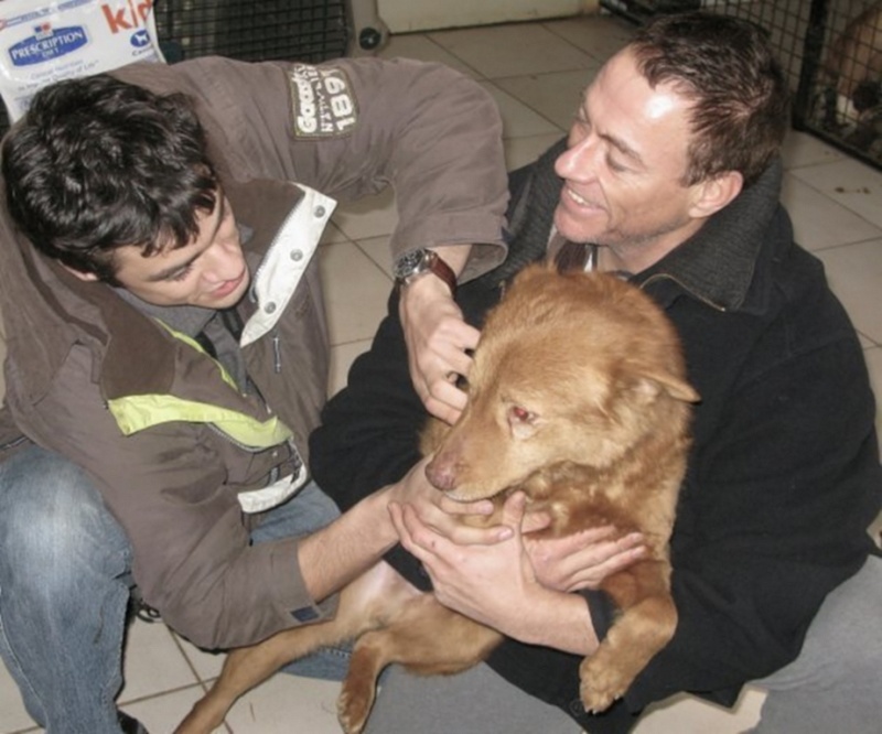 JCVD avec ses chiens - JCVD with his dogs. 14510