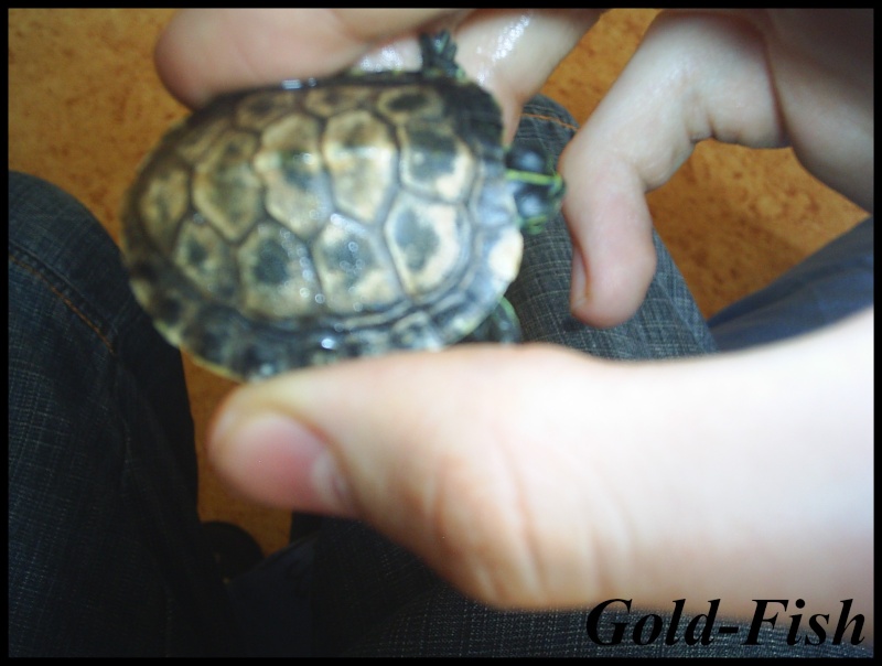 Mes 2 tortues. Photo_12