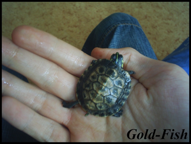 Mes 2 tortues. Photo_13