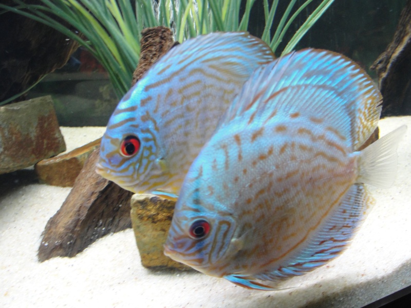 DISCUS TANK (FISH UPDATE) - Page 2 Dsc03214