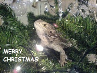 More Bearded Dragon Pictures Gizmo_11