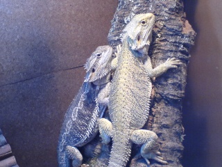 More Bearded Dragon Pictures Sams_p10