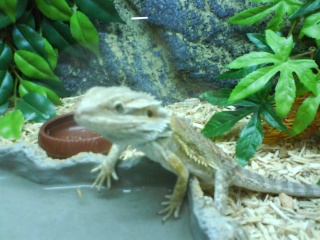 More Bearded Dragon Pictures Sams_p12