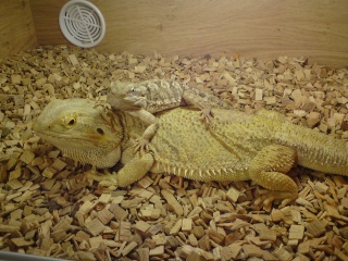 Cute Bearded Dragon & Rankins Dragon Pics Tiny__10