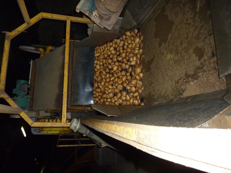 Qui expédie les pommes de terre d'industrie lavée ? P1010716