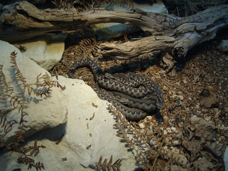 Vipera l latastei Serra_12