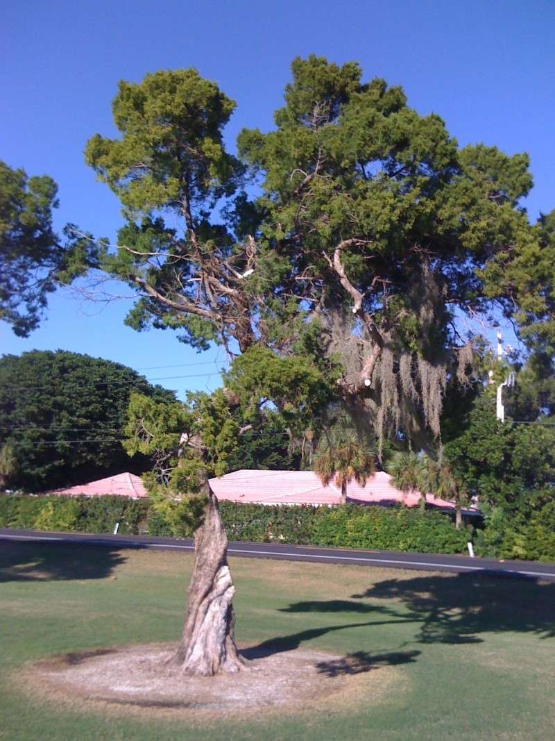 Beautiful Sarasota Banyan. Img_6811