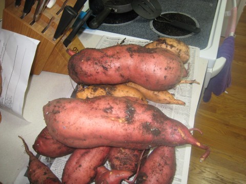 Can Sweet Potatoes Grow on a trellis? Sp210