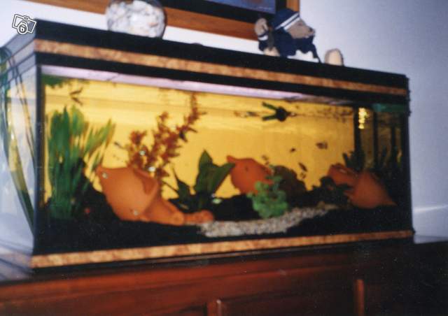 Besoins de conseils achat aquarium pour poisson rouge Aqua11