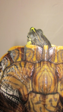 Pouvez vous me confirmer l'espèce et le sexe de mes tortues? Gr_tet11