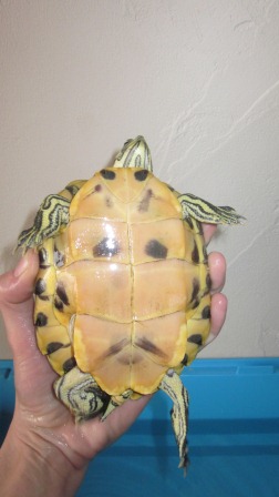 Pouvez vous me confirmer l'espèce et le sexe de mes tortues? Grande10