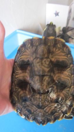 Pouvez vous me confirmer l'espèce et le sexe de mes tortues? Grande12