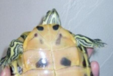 Pouvez vous me confirmer l'espèce et le sexe de mes tortues? Grande14