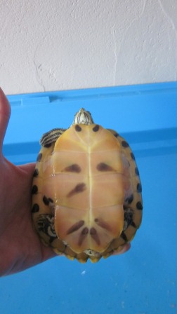 Pouvez vous me confirmer l'espèce et le sexe de mes tortues? Petite10