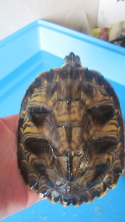 Pouvez vous me confirmer l'espèce et le sexe de mes tortues? Petite12