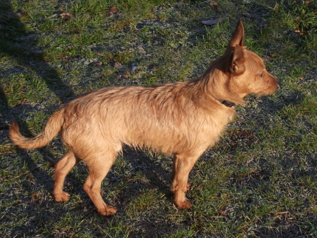 Epis, croisé pinscher, 1 an et demi Dscf0910