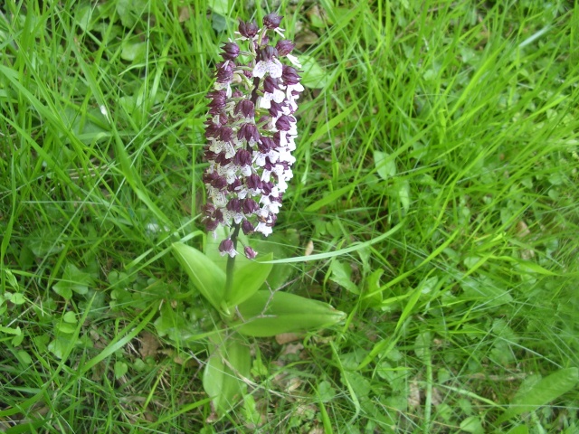 Identification orchidée... Camomille à l'aide ! Dscn3317