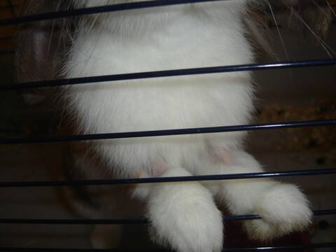Perte Des Poils Au Dessus Des Pattes Perte Des Poils Au Dessus Des Pattes