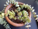 aide pour identifier des succulentes Plante11