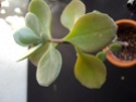 aide pour identifier des succulentes Plante12