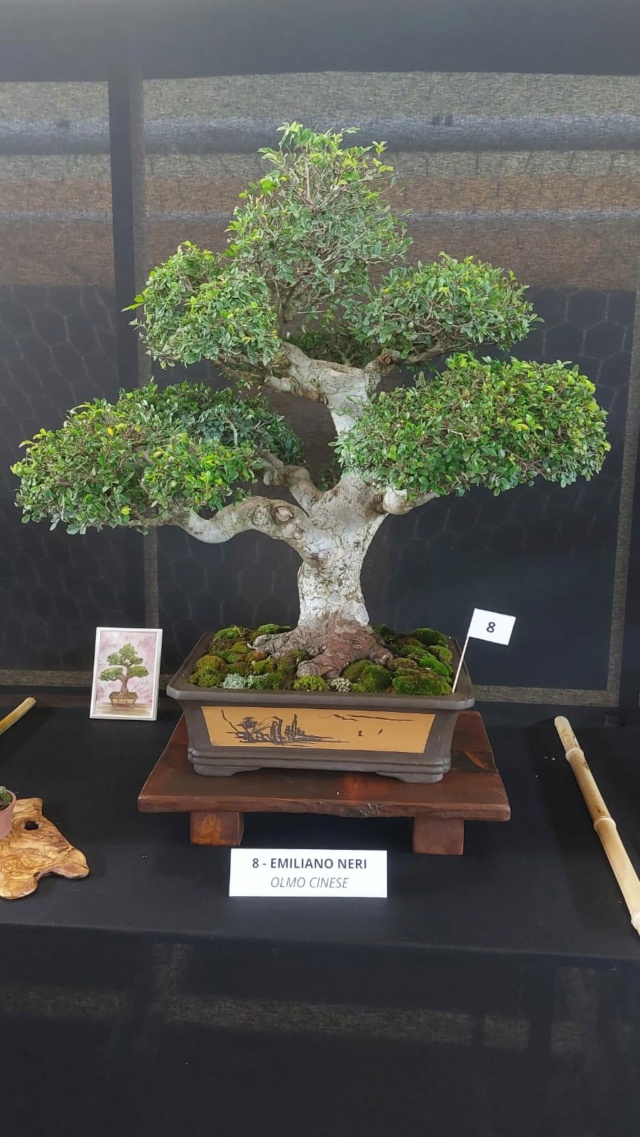 mostra bonsai Cepagatti (PE) del 7/8 settembre 1610