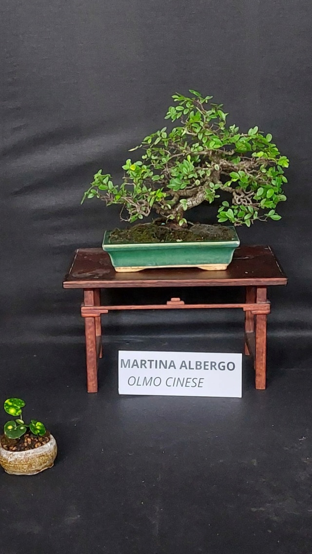 mostra bonsai Cepagatti (PE) del 7/8 settembre 717