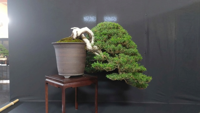 mostra bonsai Cepagatti (PE) del 7/8 settembre 914