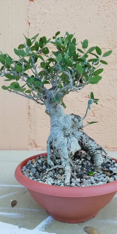 un nuovo arrivato. il mio olivo (Olea europaea) - Pagina 2 Ulivo10