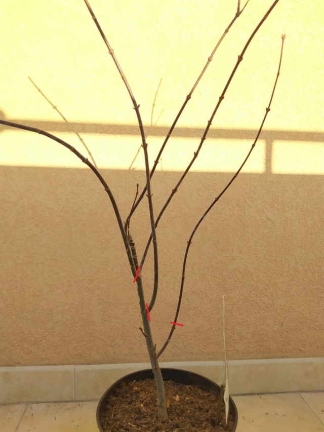 Acer Palmatum atropurpureum Whatsa10