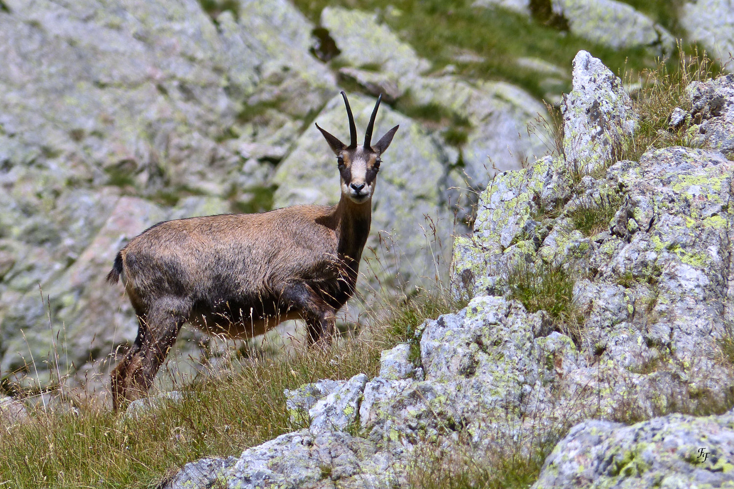 Dieu ! Qu'il a fait bon regarder ! A2015_11