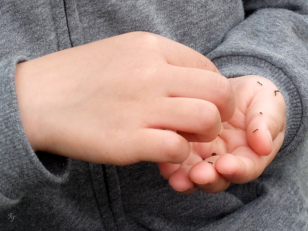 Petites mains aux fourmis + modif A2018_15