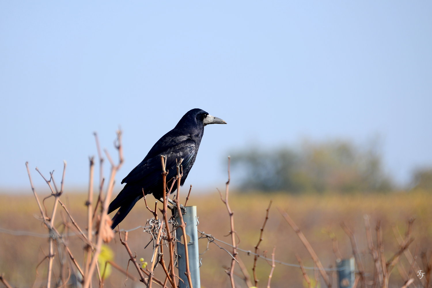 Maître Corbeau, sur un poteau perché ... + Version corrigée A2018_44