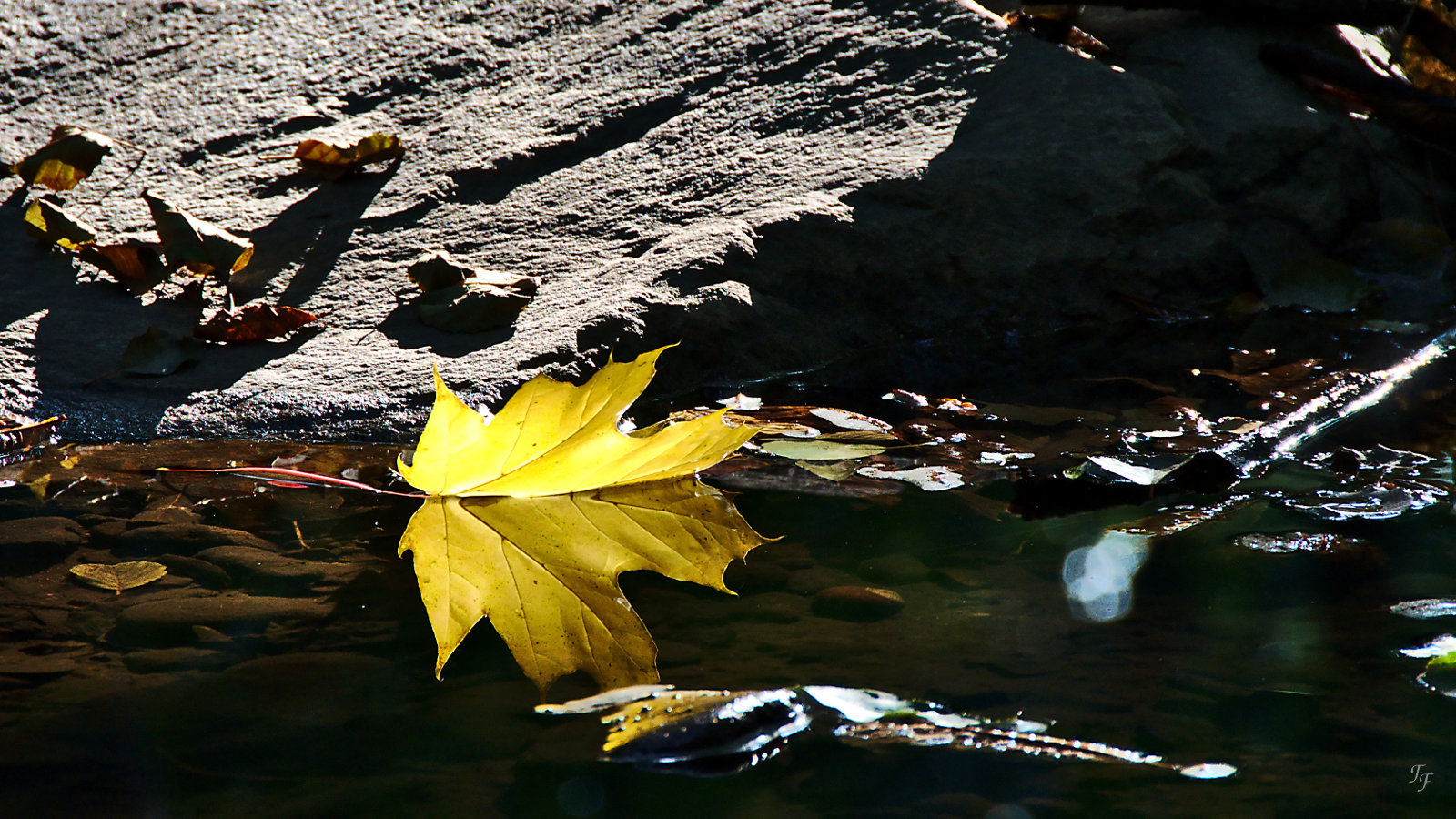 L'or de la rivière A2020112