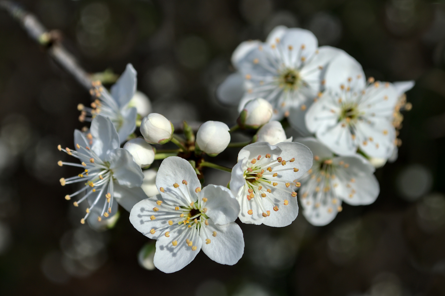 Les fruitiers sauvages fleurisssent ... A2022_30