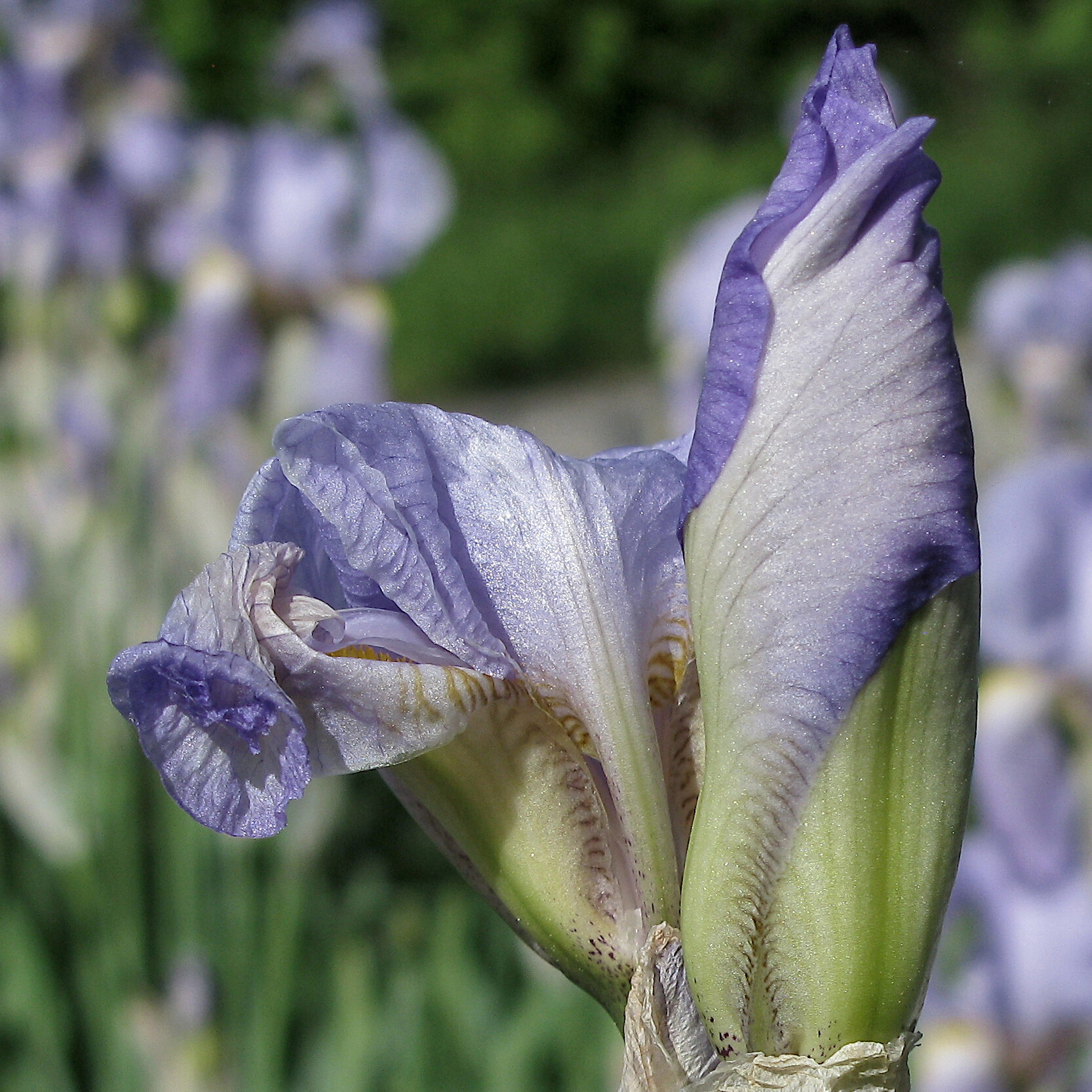 Iris - Détail de la fleur A2022_60