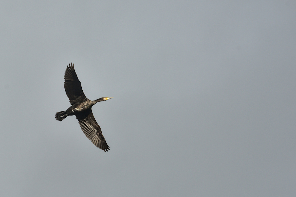 [Animaux]  ☞ Grand cormoran en vol A2023_18