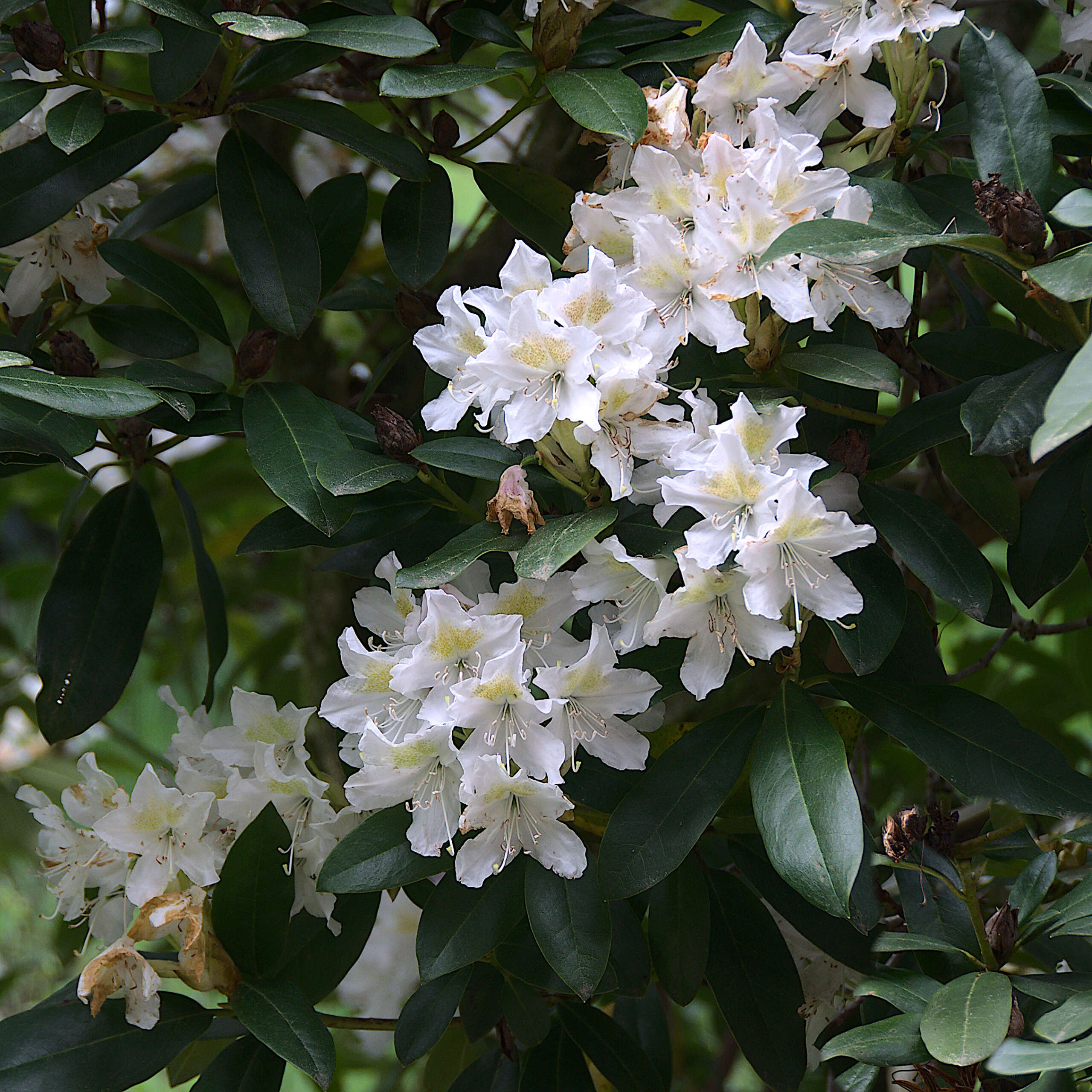 Premiers rhododendrons A2023_66
