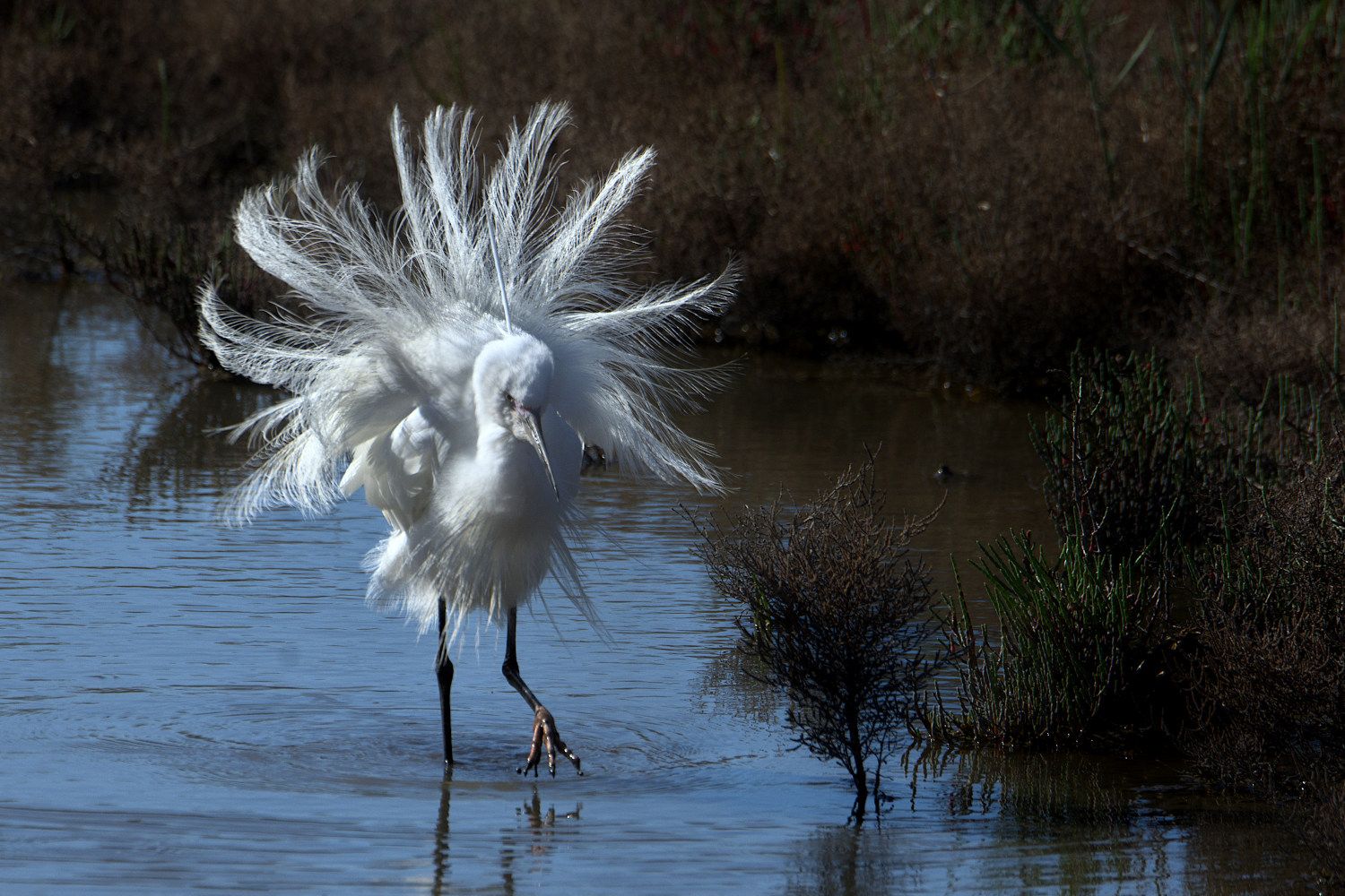 [Animaux] Aigrette hérissée A2024_40