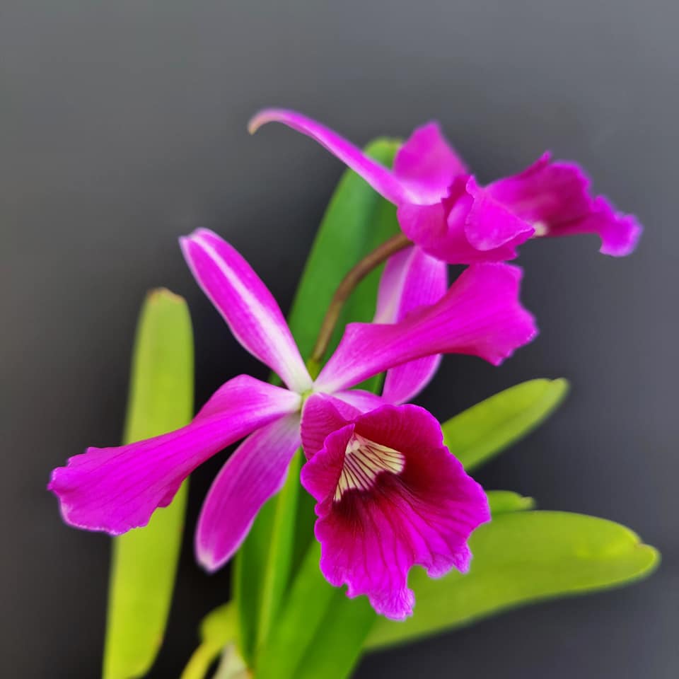 Cattleya (Laelia) purpurata 19997410