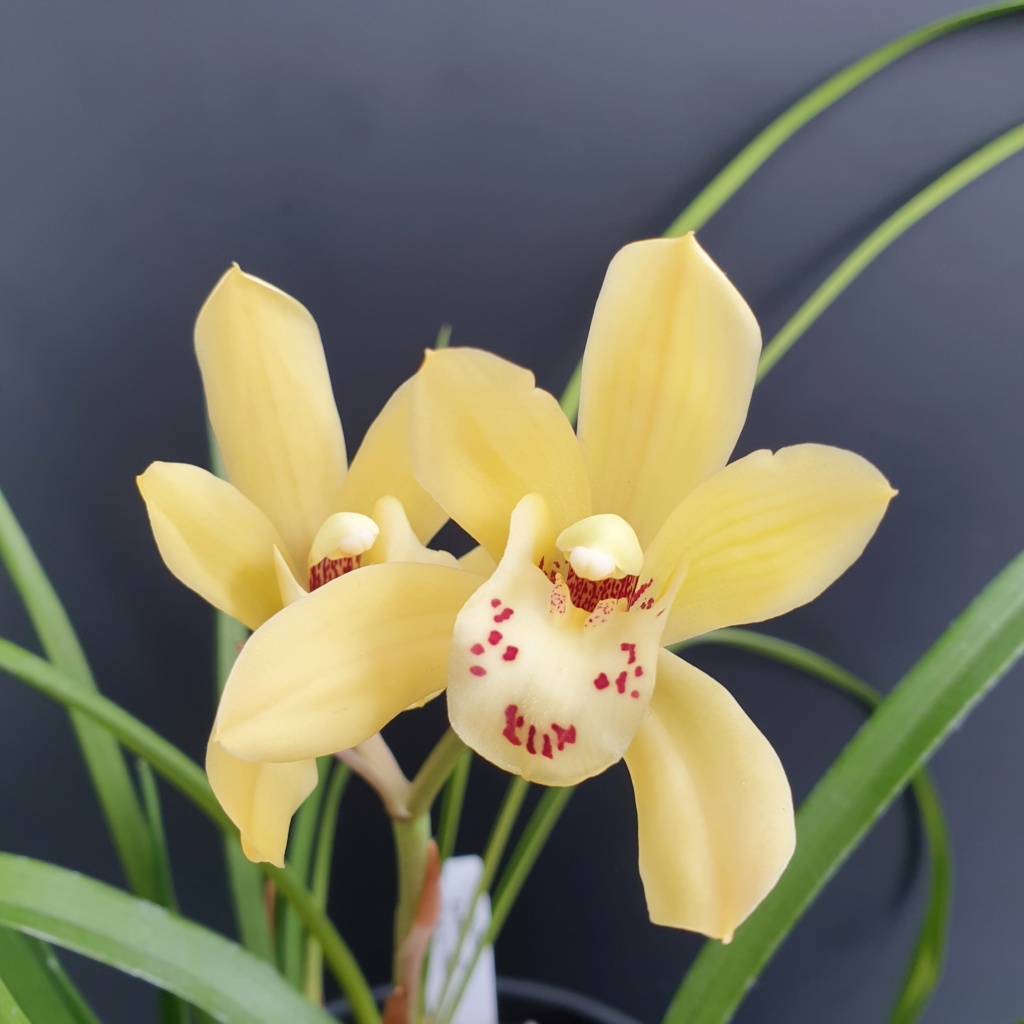 Cymbidium Eastern Bunny 'Tsuki no Hikari' 20201115