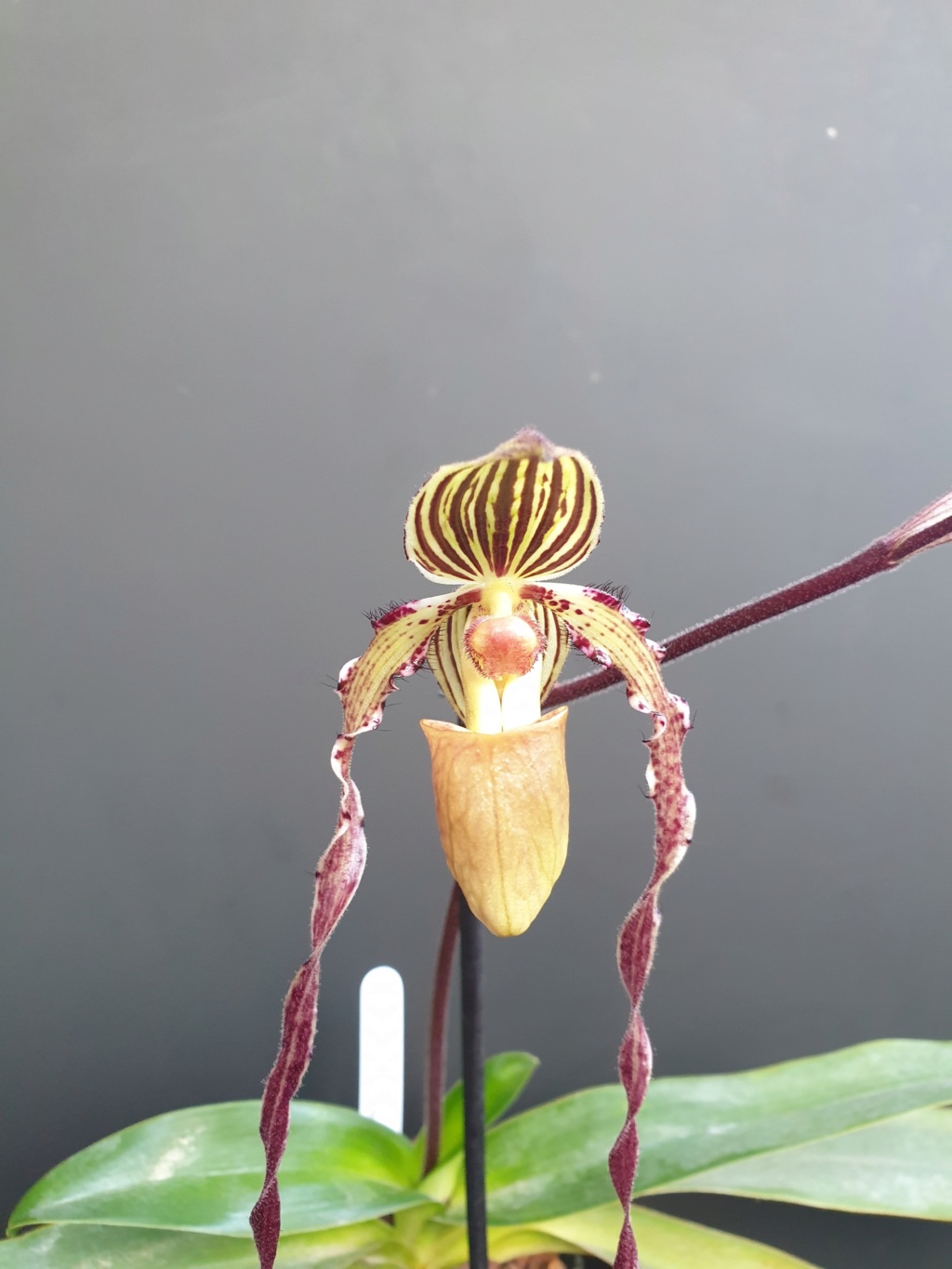 Paphiopedilum hybride type "Michael koopowitz" 20201212