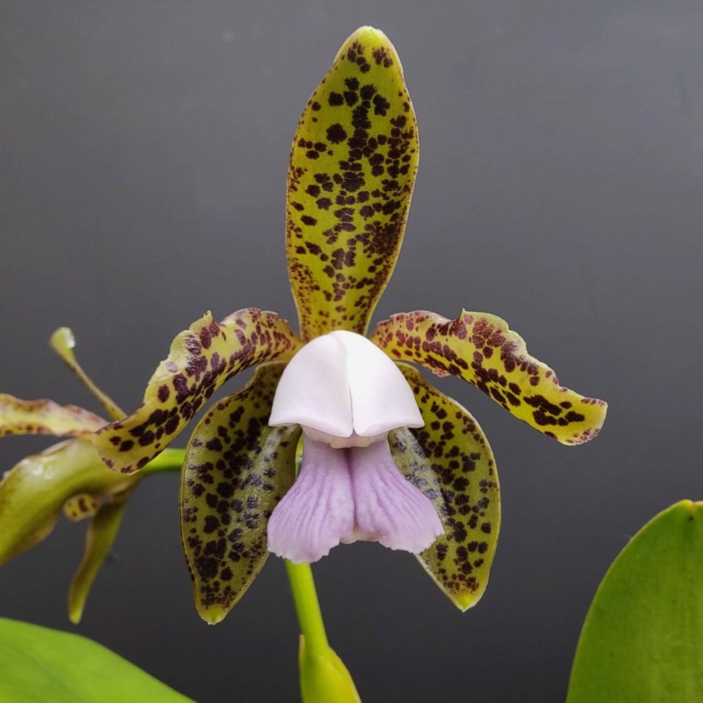 Cattleya tigrina (leopoldii) f. coerulea 20428810