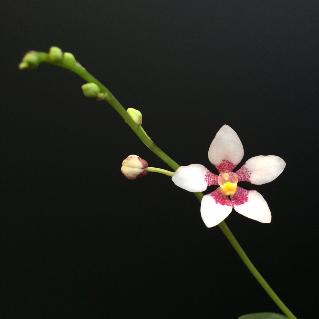 Sarcochilus fitzgeraldii Img_2710